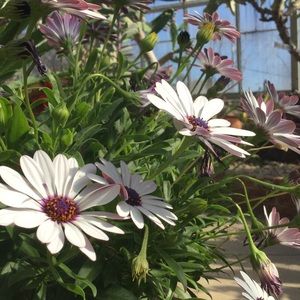 Meet your Posher, Zuzanna